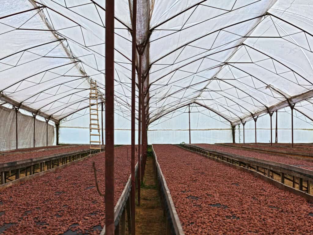 Kakaobohnen trocknen in einer überdachten Anlage zur Weiterverarbeitung