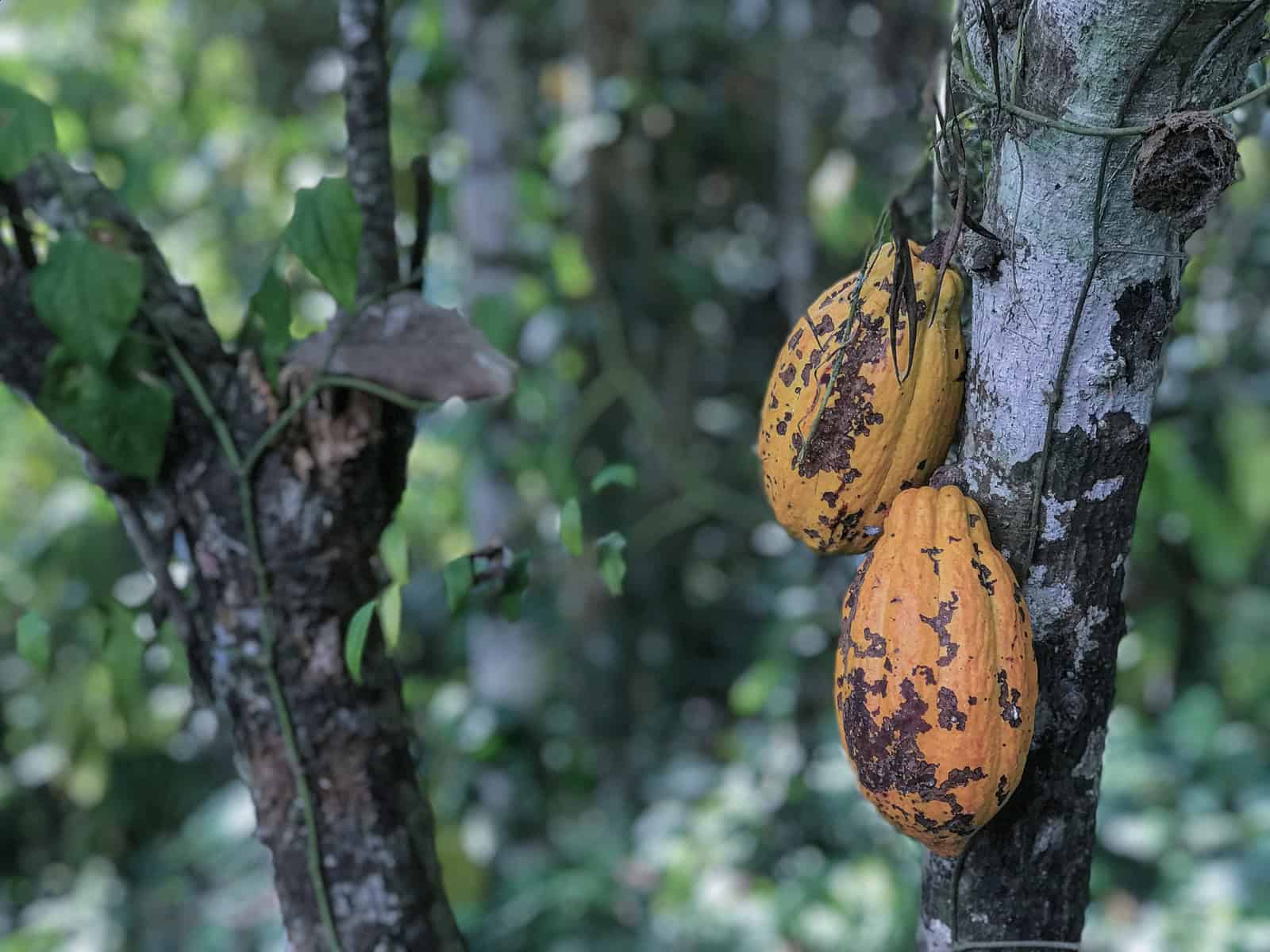 Reife Kakaofrüchte hängen an einem Baum