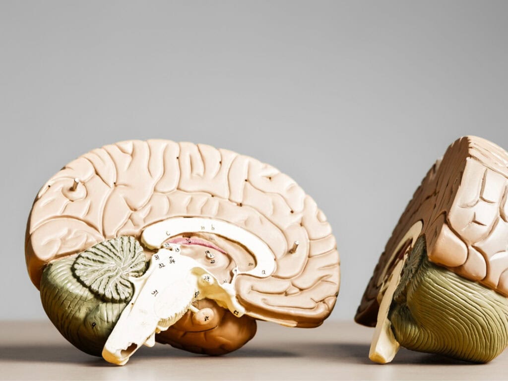 Anatomiemodell eines menschlichen Gehirns auf einem Tisch; das Bild veranschaulicht die reale Lage der Zirbeldrüse im Gehirn, die oft mit dem „dritten Auge“ verwechselt wird.