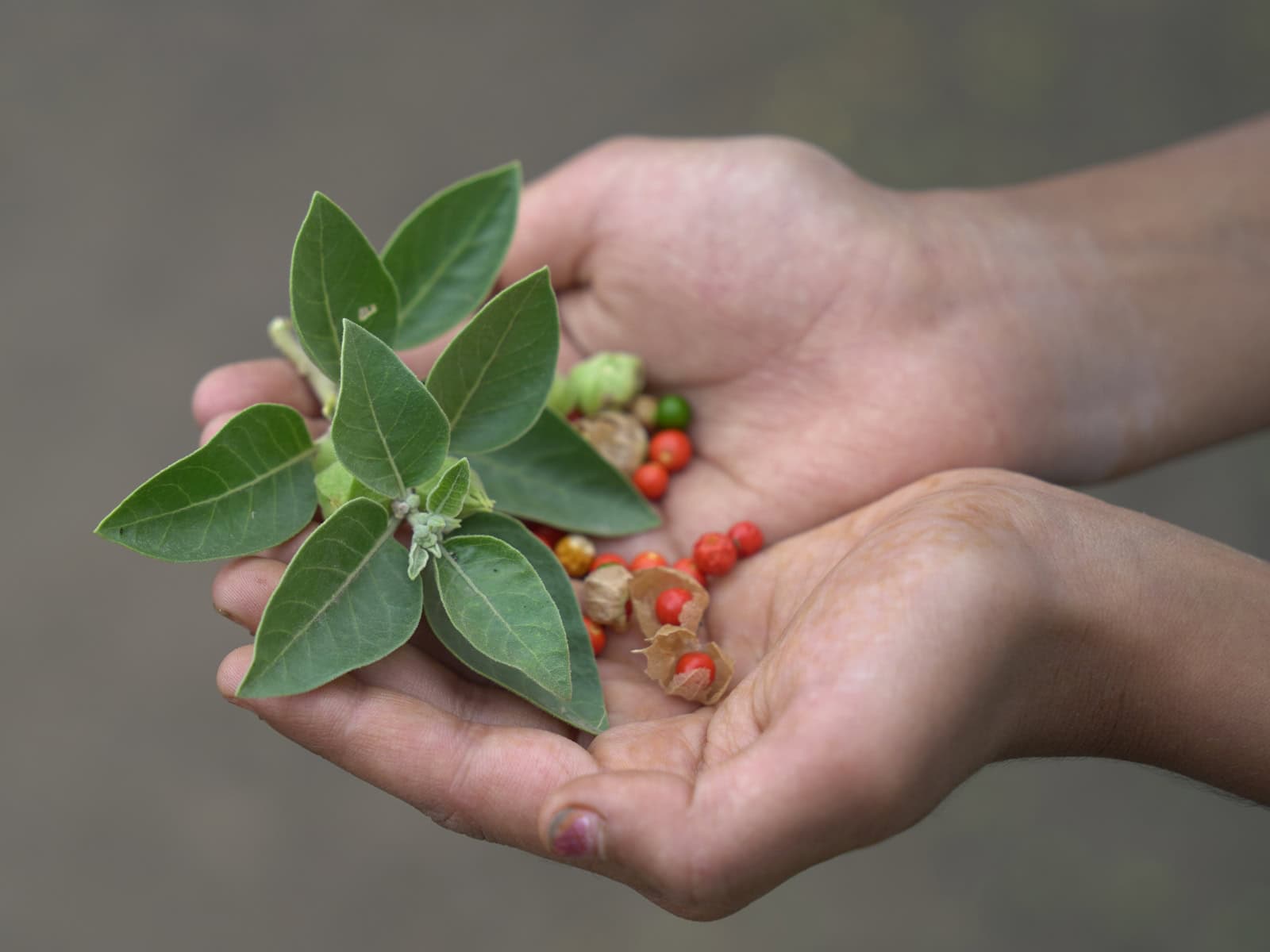 Hände halten eine Ashwagandha-Pflanze mit grünen Blättern und kleinen orange-roten Beeren.